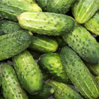 Насіння огірка «Вісконсин»