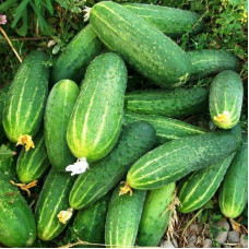 Cucumber seeds «Era»