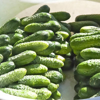 Семена огурца «Подарок осени»