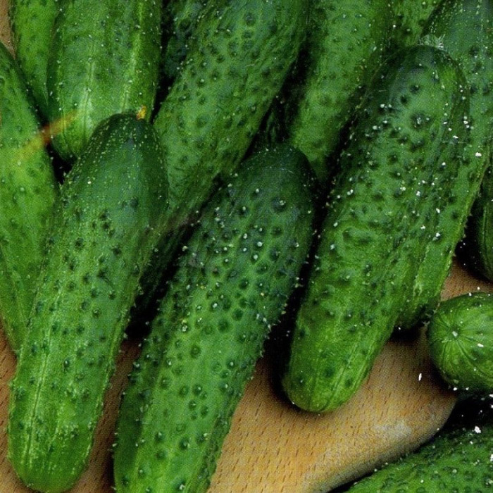 Cucumber seeds «Snack» F1