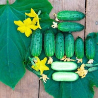Семена огурца «Малыш»