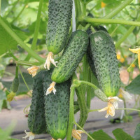 Семена огурца «Тёща» F1