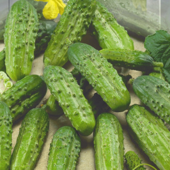 Cucumber seeds «Game»