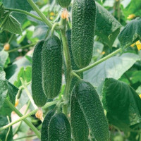 Семена огурца «Ребятки с грядки» F1