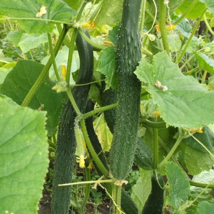 Cucumber seeds «Chinese cold hardy» F1