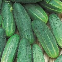 Семена огурца «Надежный»