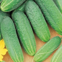 Семена огурца «Полонез» F1