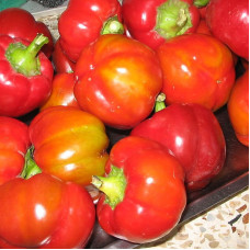 Sweet pepper seeds «Ratunda red»
