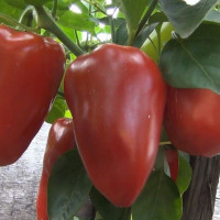 Sweet pepper seeds «Victoria»