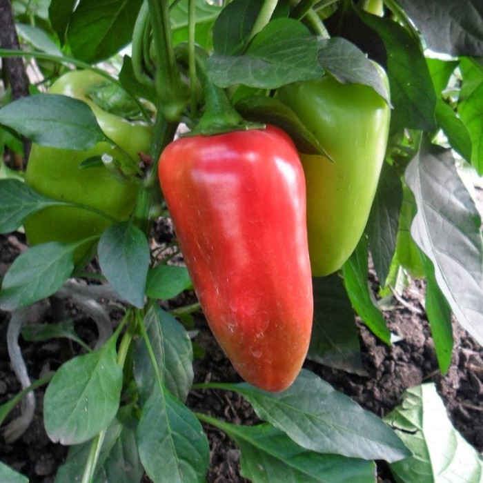 Sweet pepper seeds «Merchant»