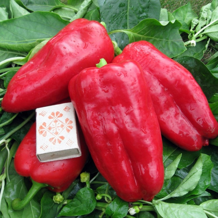 Sweet pepper seeds «Atlant»