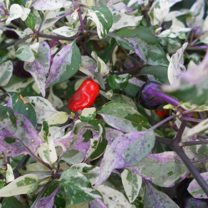 Hot pepper seeds «Purple tiger»