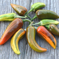 Hot pepper seeds «Variegated Fish»