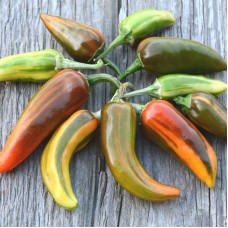 Hot pepper seeds «Variegated Fish»