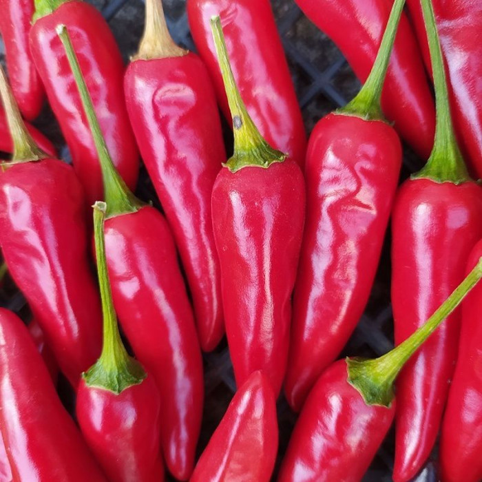 Hot pepper seeds «Stars in the Sky chili»