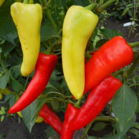 Hot pepper seeds «Petlyakivskyi»