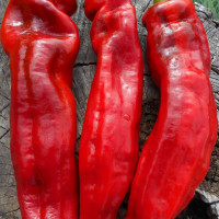 Sweet pepper seeds «Ramiro»