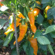 Sweet pepper seeds «Ramiro yellow»