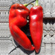 Sweet pepper seeds «Kapia»