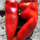 Sweet pepper seeds «Kapia»