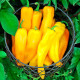 Sweet pepper seeds «Marconi Yellow»