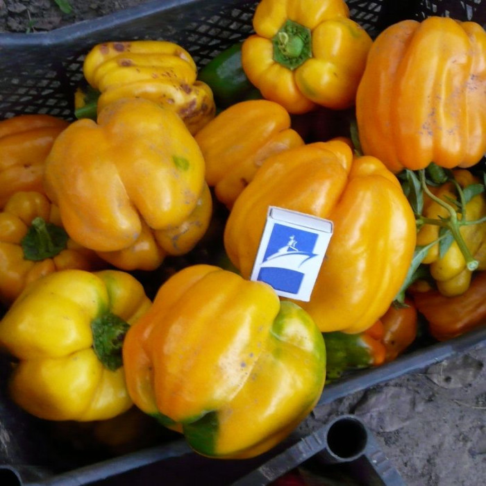 Sweet pepper seeds «Orange Bell»