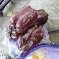 Насіння перцю солодкого «Шоколадний Гергеску»