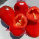 Sweet pepper seeds «Lunchbox Red»