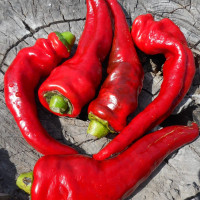 Семена перца острого «Свинная кишка»