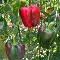 Семена перца сладкого «Боцман»