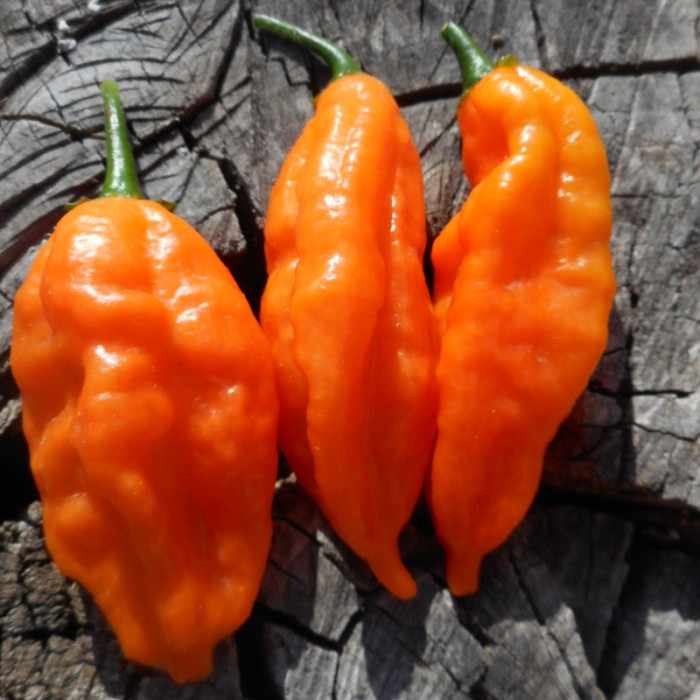 Hot pepper seeds «Sherwoods Carbonero»