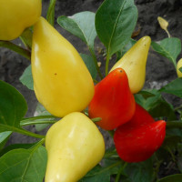 Семена перца острого «PI 310888»