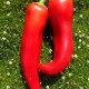 Sweet pepper seeds «Griechische milde Peperoni»