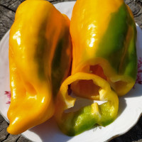 Насіння перцю солодкого «Помаранчевий король»