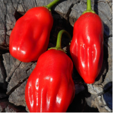 Hot pepper seeds «Aji Ecuadorian red»