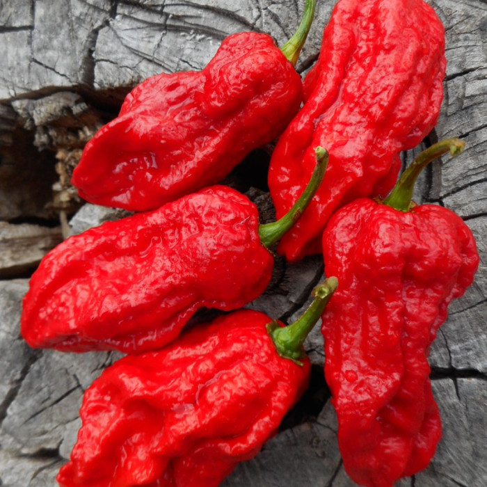 Hot pepper seeds «Bhut Jolokia Red»