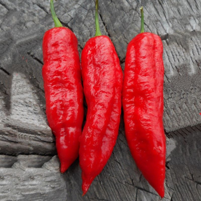 Семена перца острого «Бхут Джолокия удлиненная красная»