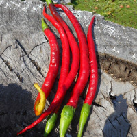 Насіння перцю гострого «Кайєнський довгий Джо»