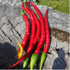 Hot pepper seeds «Cayenne Joe’s Long»
