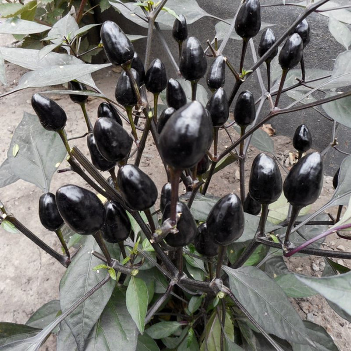 Hot pepper seeds «Ornamental Black Olive»