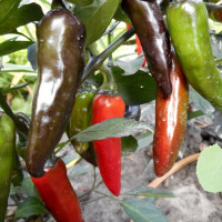 Hot pepper seeds «Hot Chocolate»