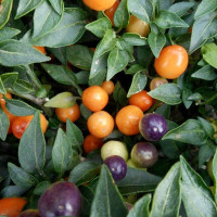 Семена перца острого «Хот попс»