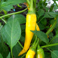 Насіння перцю гострого «Спайз Бойс»