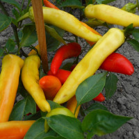 Насіння перцю гострого «Голден Еллоу Вакс»