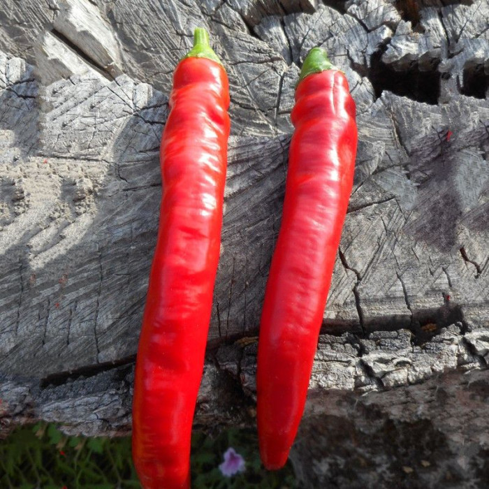 Hot pepper seeds «Tsitsak»