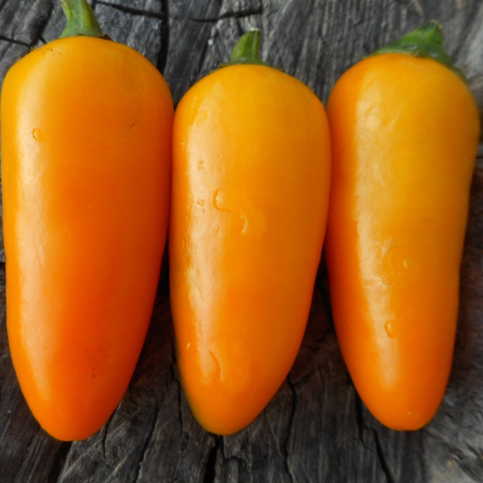 Hot pepper seeds «Jalapeno NuMex Orange Spice»