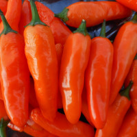 Hot pepper seeds «Jalapeno NuMex Pumpkin Spice»