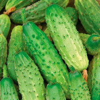 Семена огурца «Родничок» F1