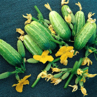 Семена огурца «Верные друзья» F1