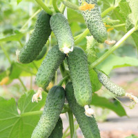 Cucumber seeds «Son-in-law» F1